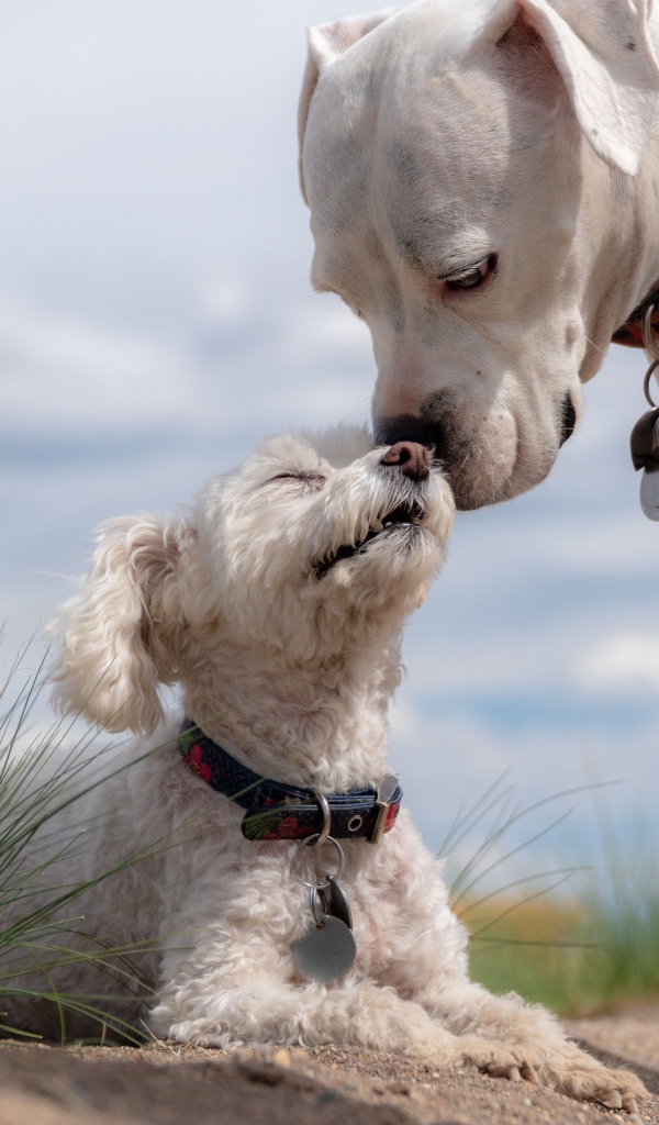 Маленький пудель с большим боксером на пляже