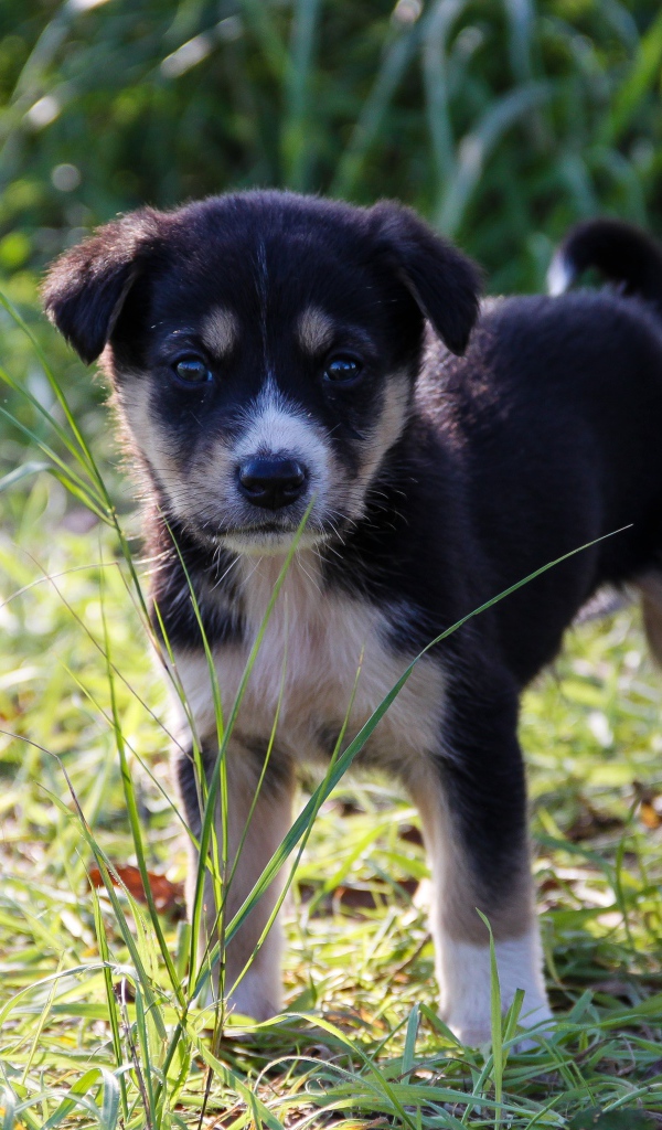 Маленький щенок стоит на зеленой траве