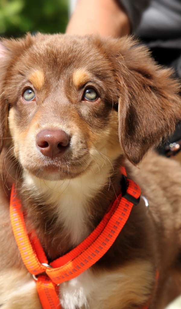 Маленький щенок ретривера на поводке 