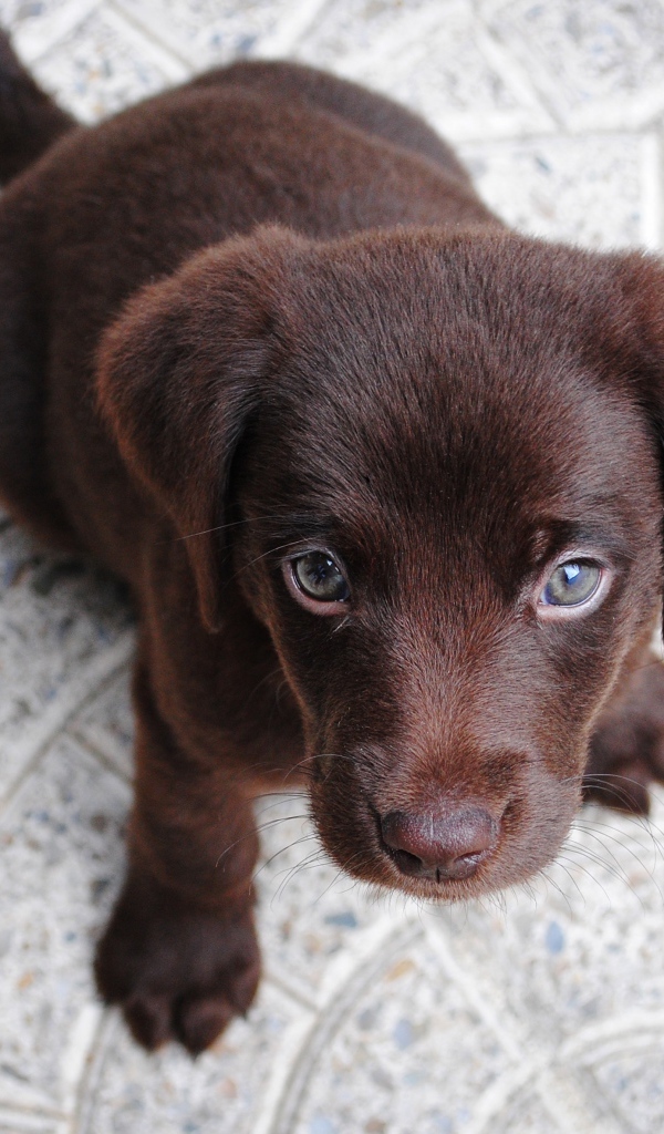 Маленький грустный коричневый щенок лабрадора