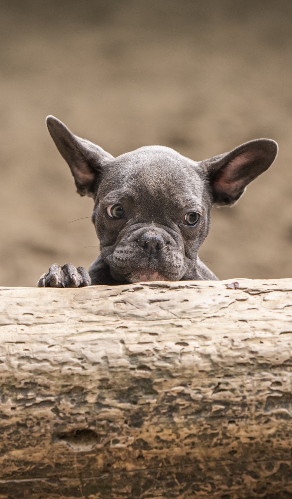 Маленький испуганный щенок французского бульдога