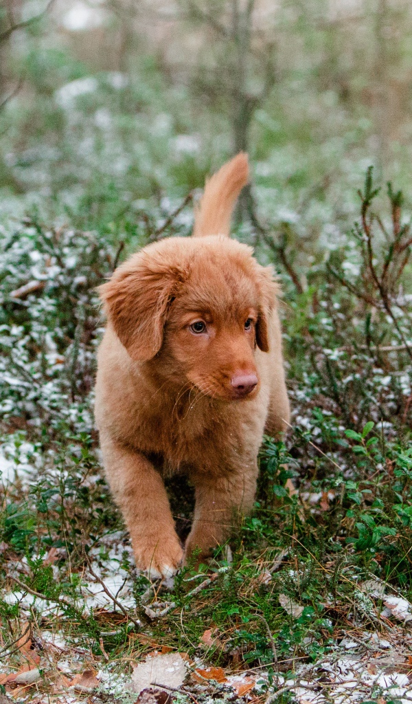 Маленький щенок новошотландский ретривер идет по траве