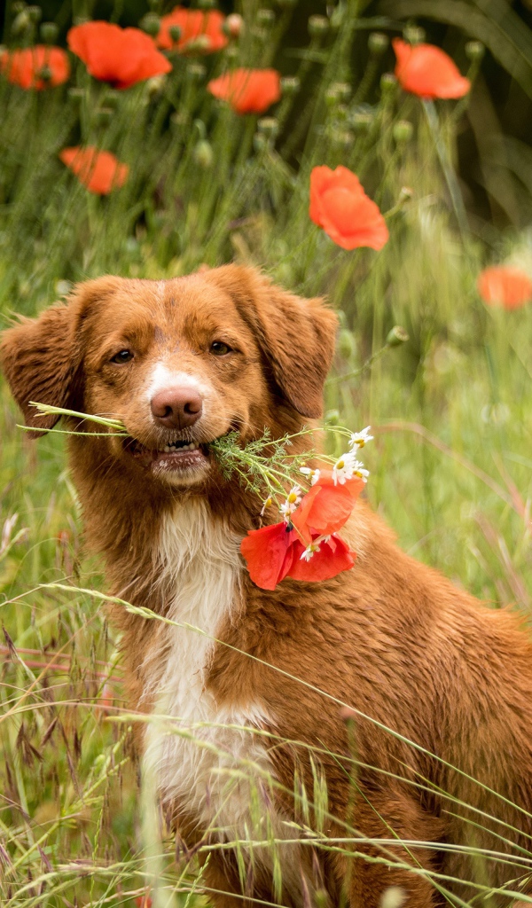 Новошотландский ретривер с красными маками 