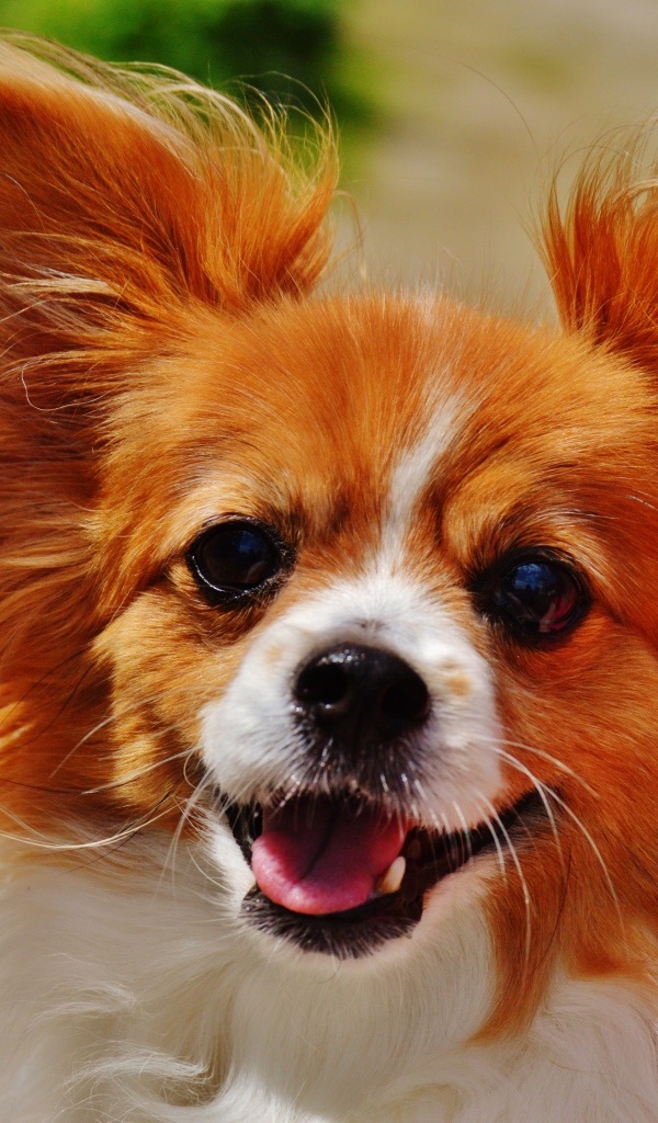 Собака папильон в пушистыми ушами