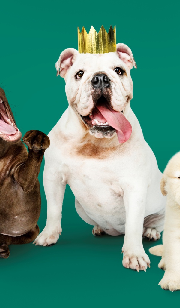 Породистые собаки в колпаках на день рождения