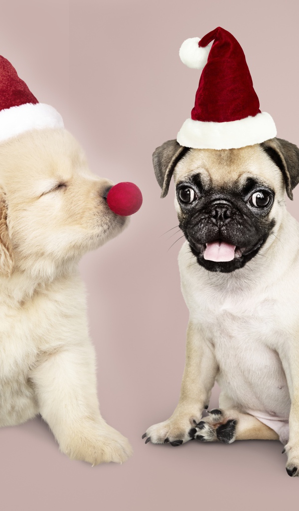 Щенок мопса и золотистого ретривера в красных колпаках