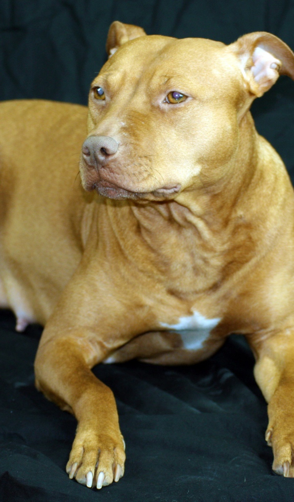 Породистая собака лежит на черном диване 