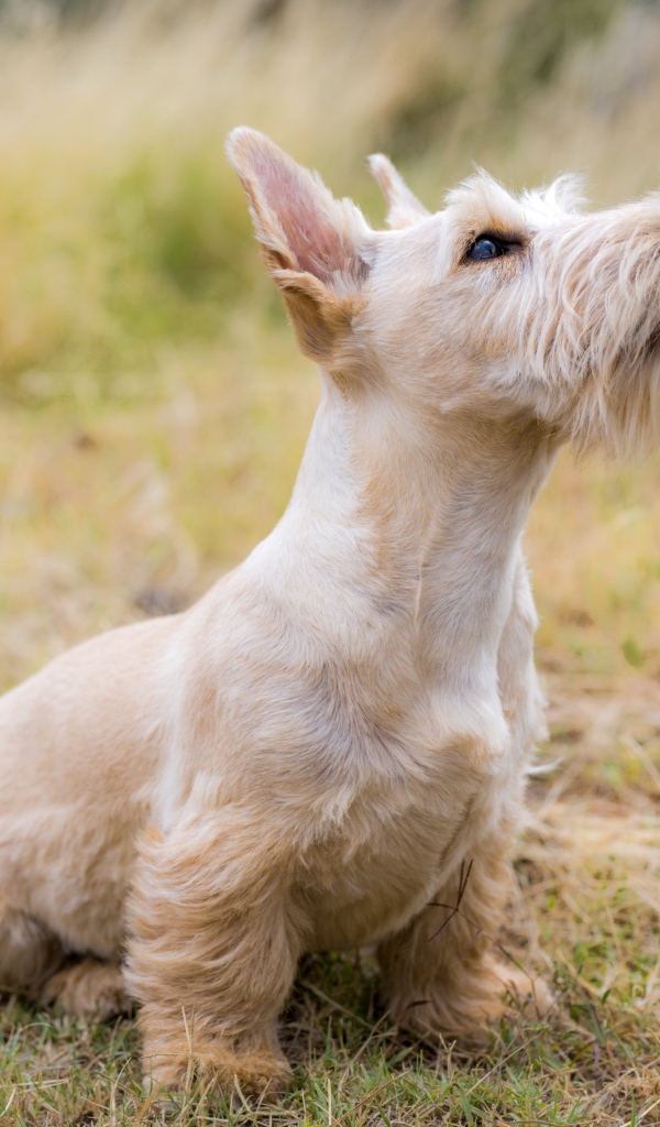 Породистый пес сидит на траве 