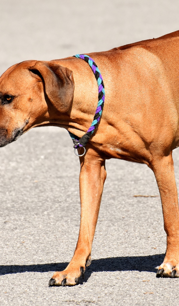 Родезийский риджбек с ошейником