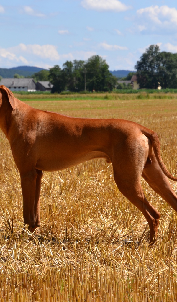 Родезийский риджбек на поле 