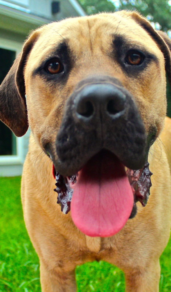 Родезийский риджбек с высунутым языком