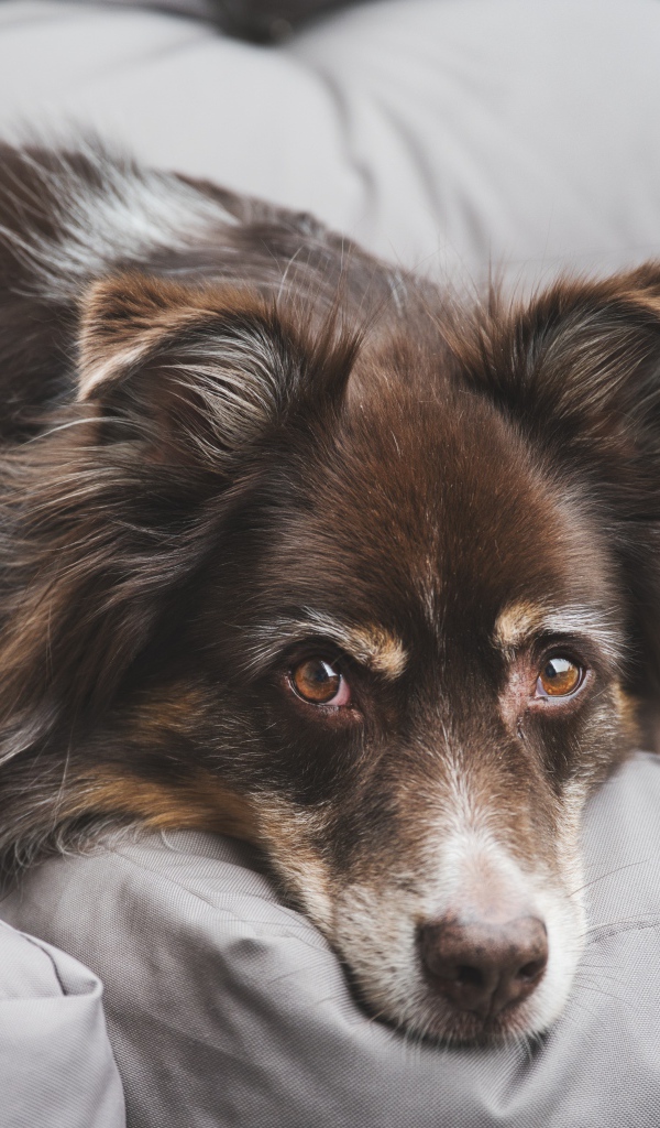 Грустная австралийская овчарка лежит на диване 