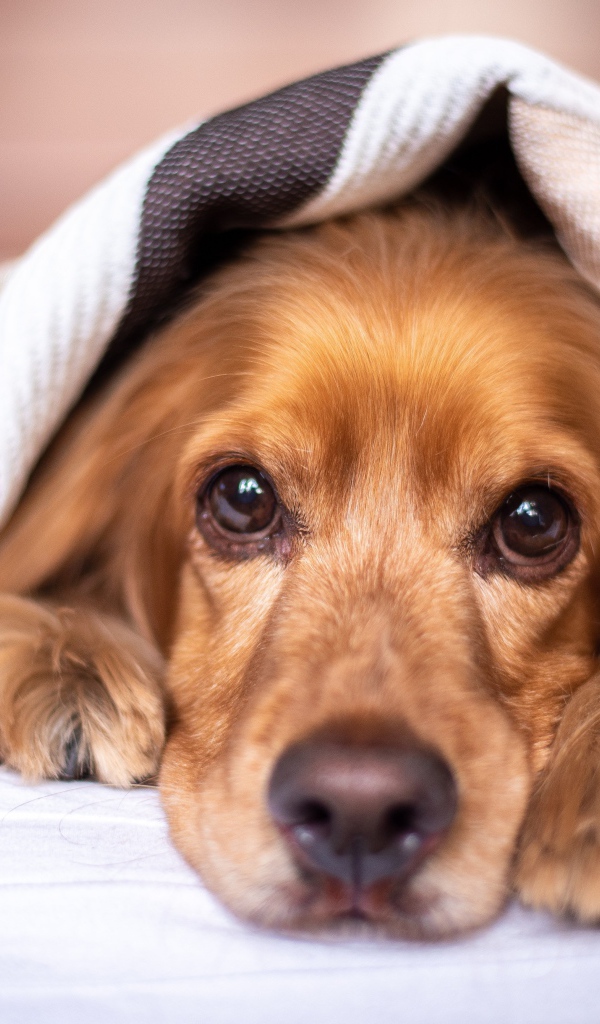 Грустный английский кокер спаниель под одеялом