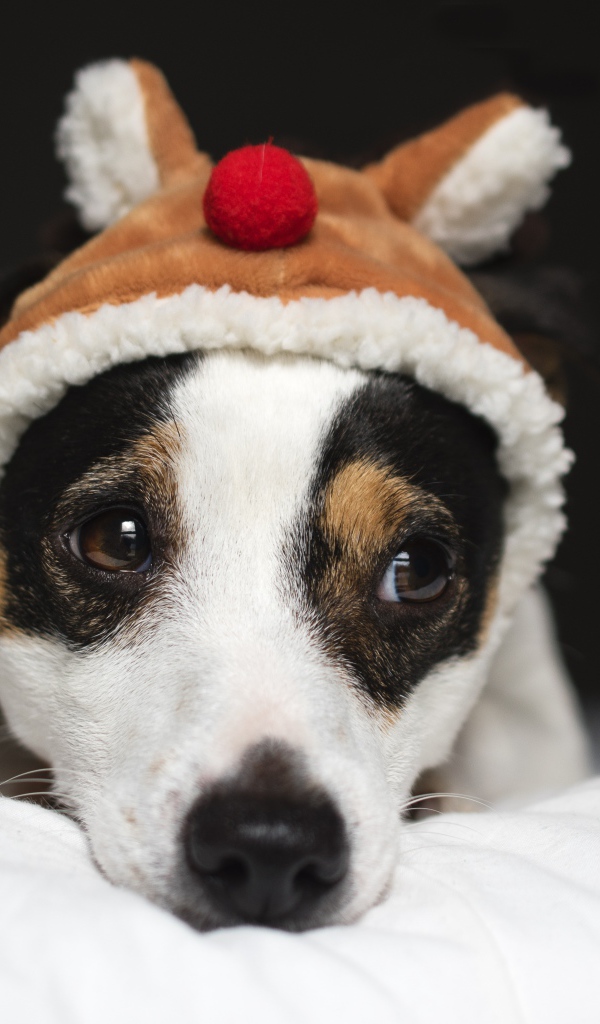 Sad Jack Russell Terrier in a hat
