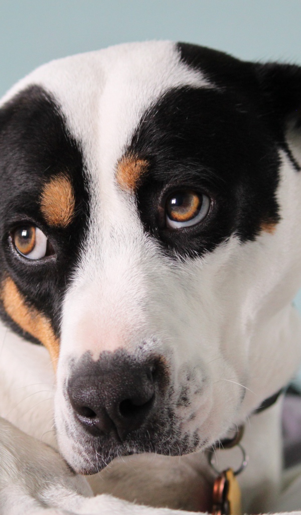 Грустный Джек рассел терьер лежит на кровати 