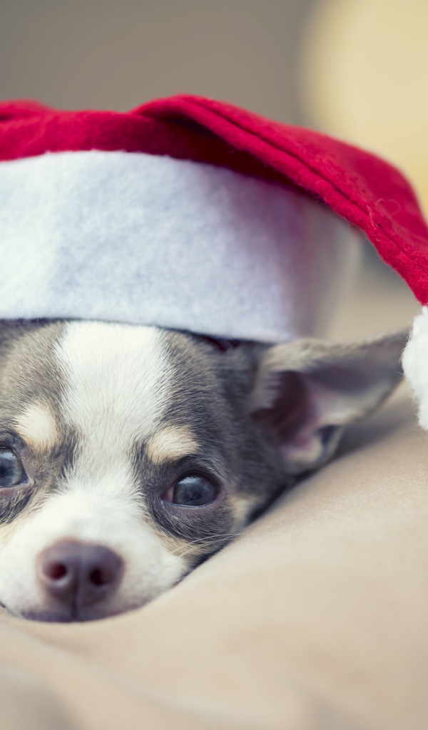 Грустный чихуахуа в шапке Санта Клауса