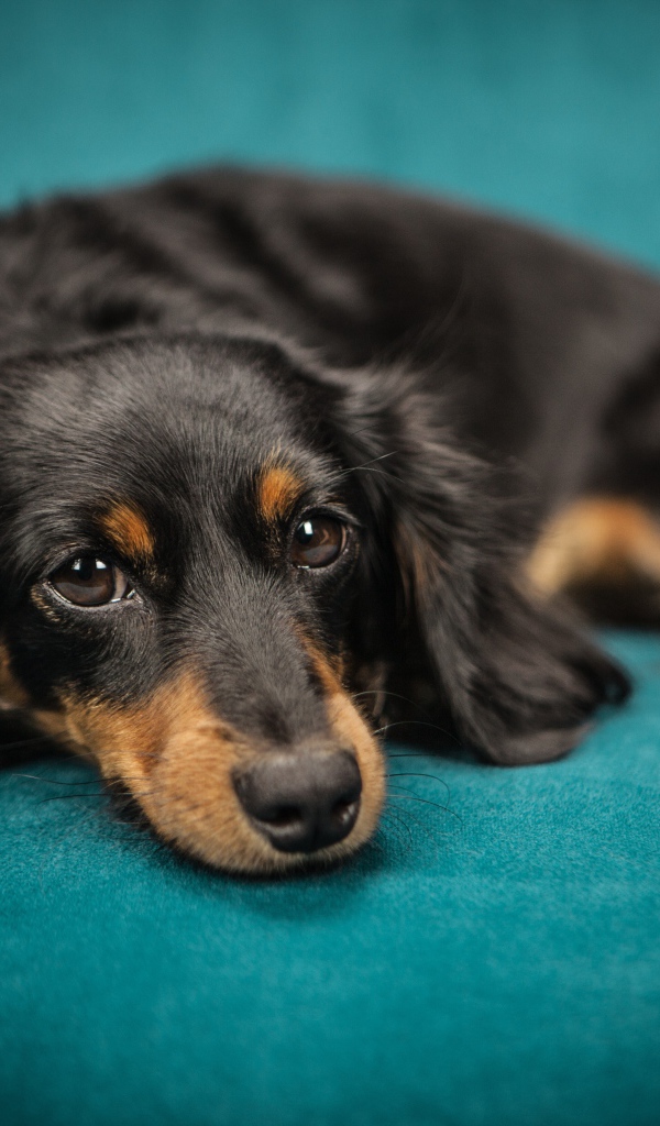 Грустный щенок таксы лежит на голубом диване