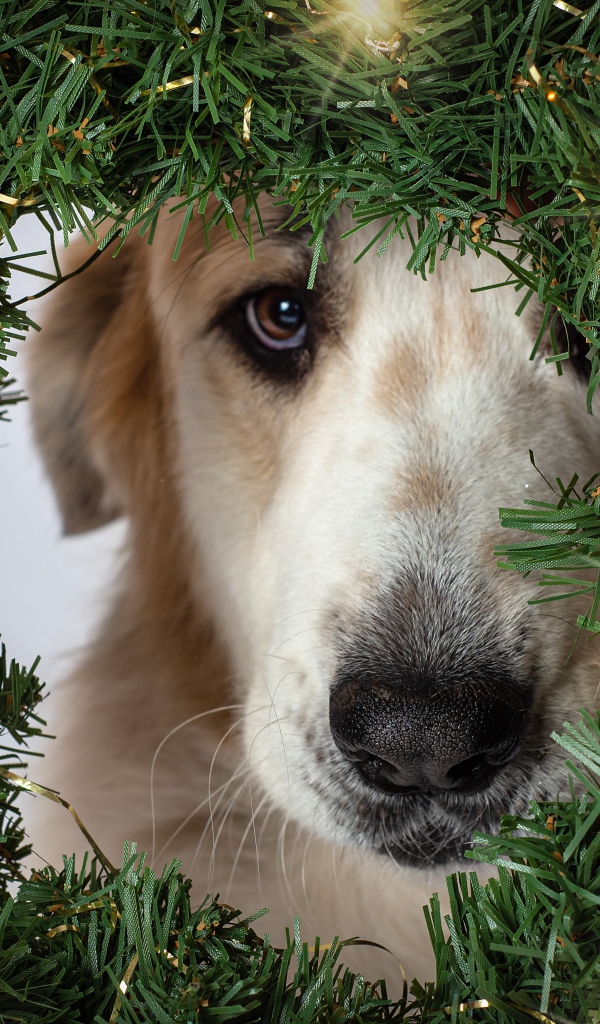 Грустная собака с зеленым рождественским венком 