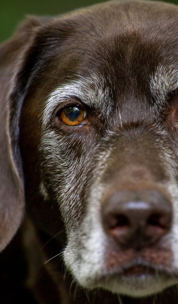 Грустные глаза старого лабрадора