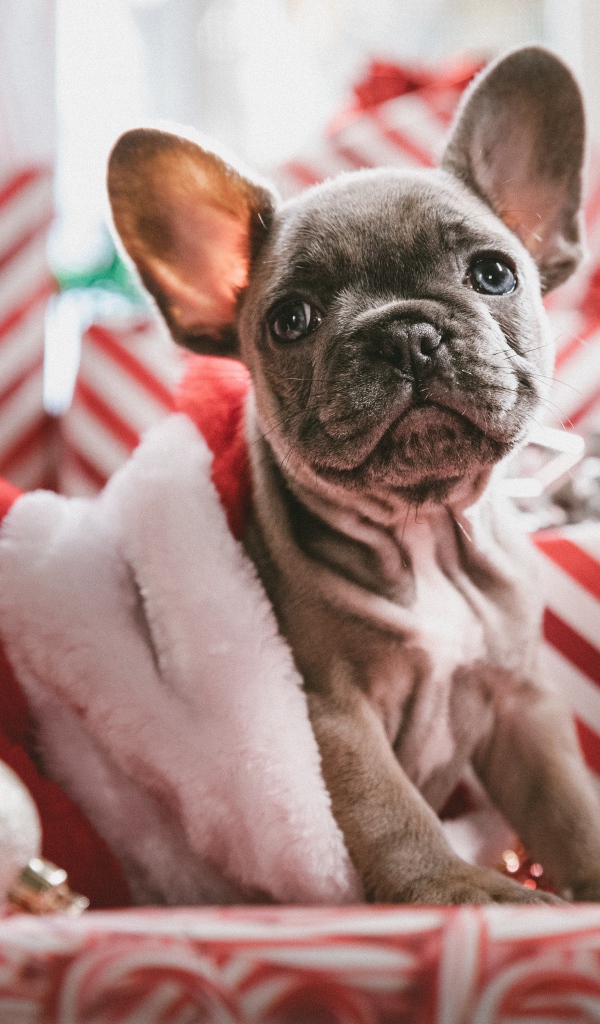 Грустный серый щенок французского бульдога с подарками на новый год 