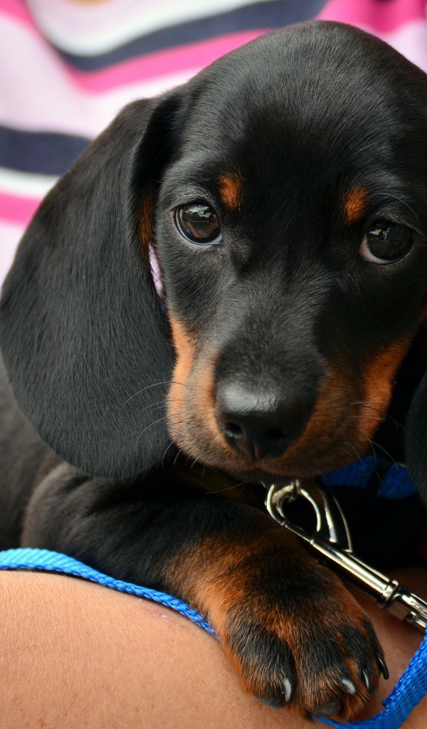 Грустный маленький щенок таксы с поводком