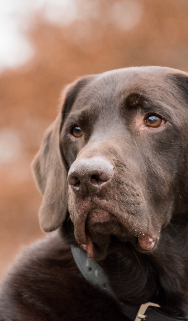Грустная морда коричневого лабрадора 