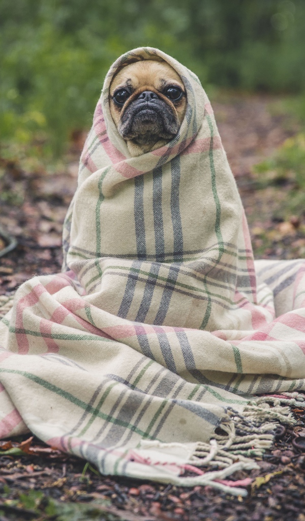 Грустный мопс в теплом одеяле на улице