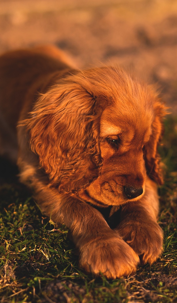 Грустный щенок спаниеля лежит на траве 