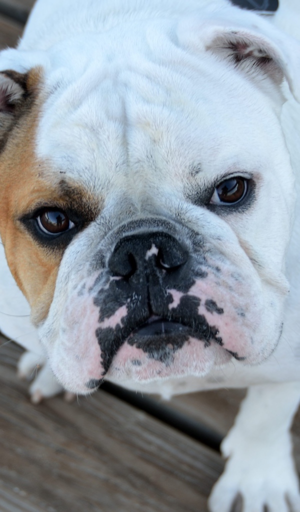 Серьезный бульдог смотрит на хозяина