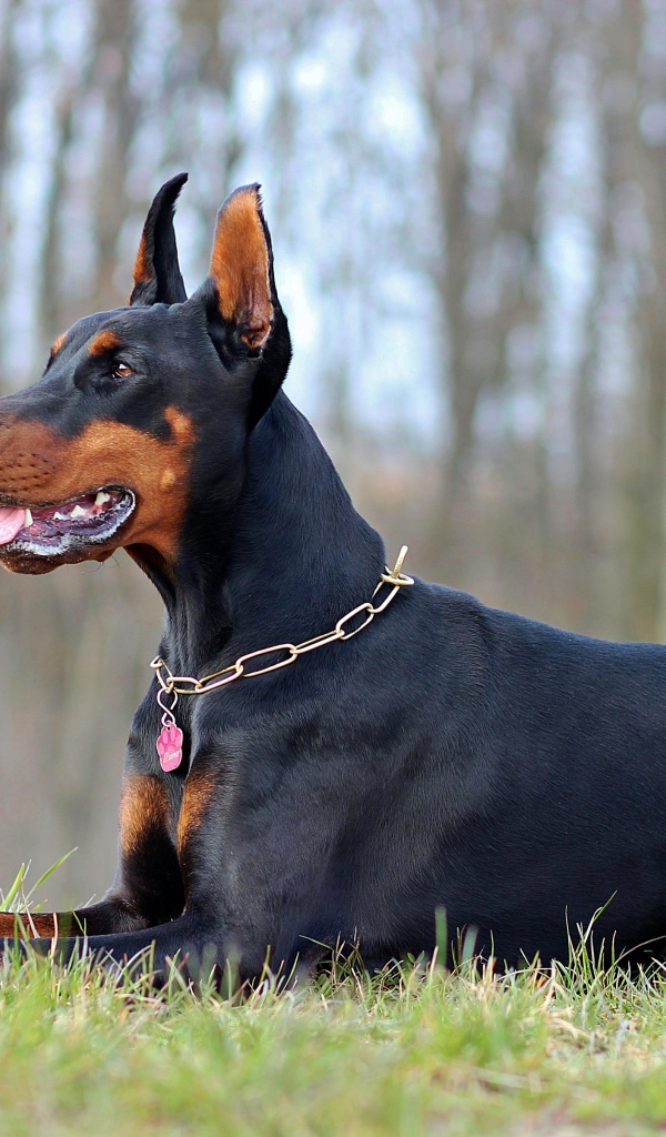 Серьезный доберман лежит на зеленой траве 