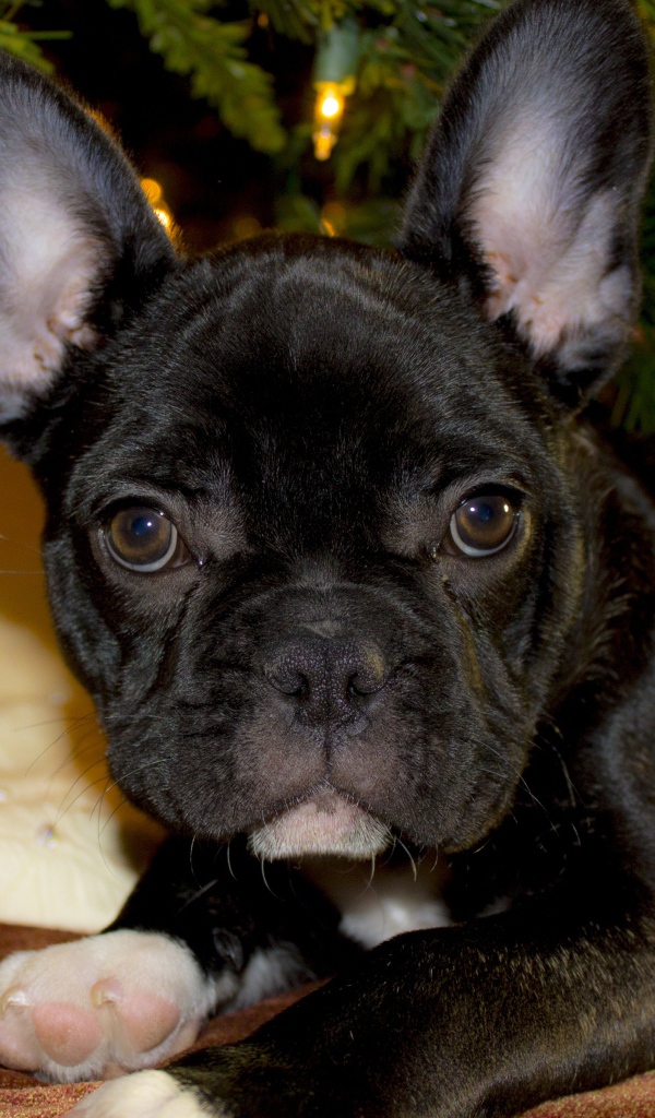 Маленький черный французский бульдог лежит под елкой