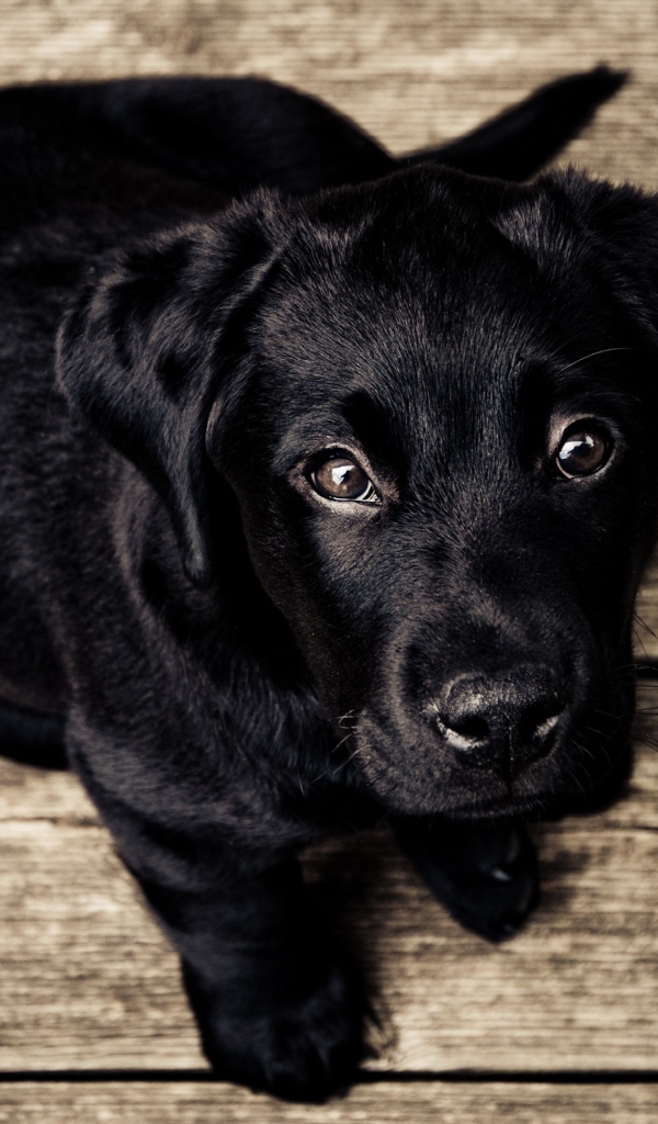 Маленький черный щенок лабрадора на деревянном полу