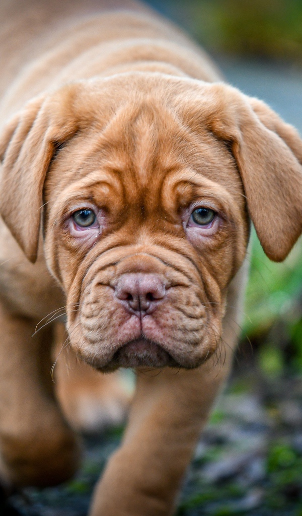 Маленький коричневый щенок бордоского дога 