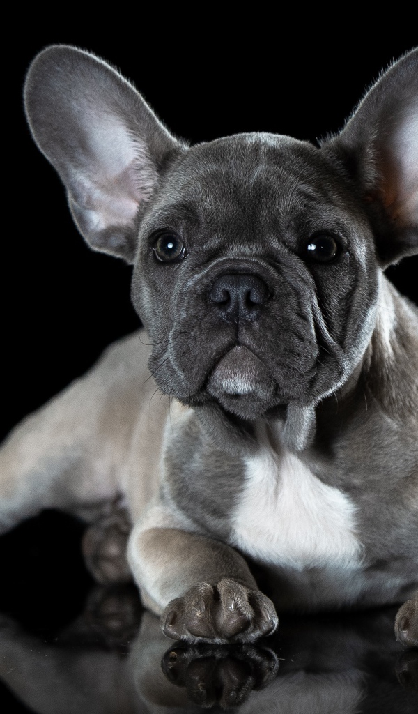 Маленький щенок французского бульдога с большими ушами на черном фоне