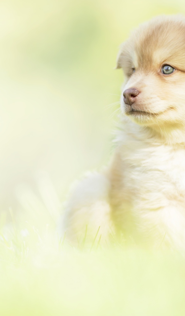 Маленький щенок с коричневым носом