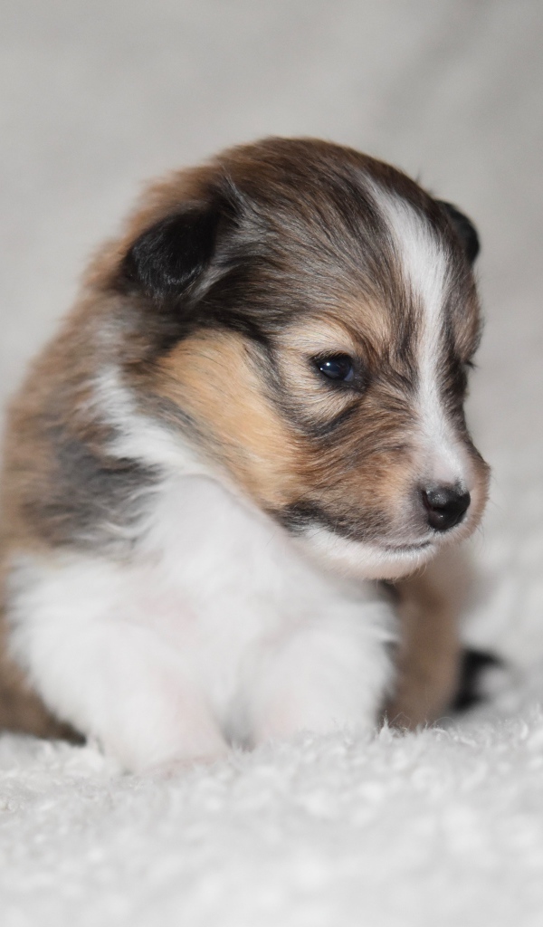 Маленький щенок шелти на белом покрывале 