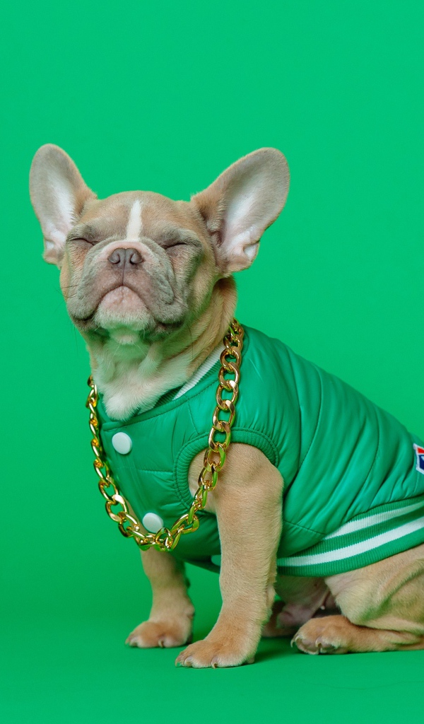 Улыбающийся французский бульдог на зеленом фоне