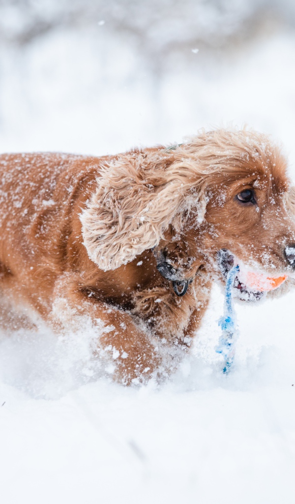 Спаниель идет по холодному снегу