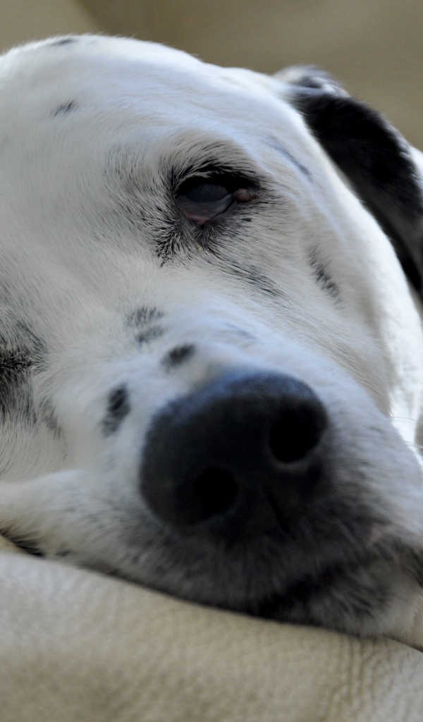 Пятнистый далматин спит на кровати 