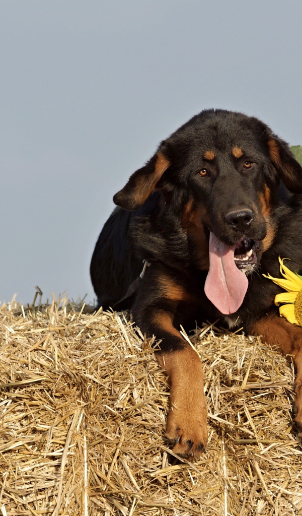 Тибетский мастиф с высунутым языком лежит на соломе 