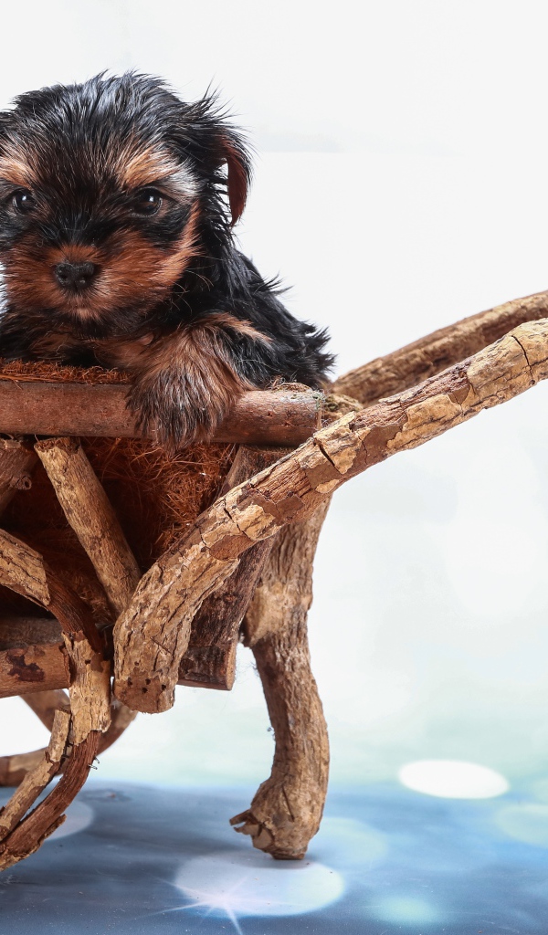 Два йоркширских терьера в деревянной телеге