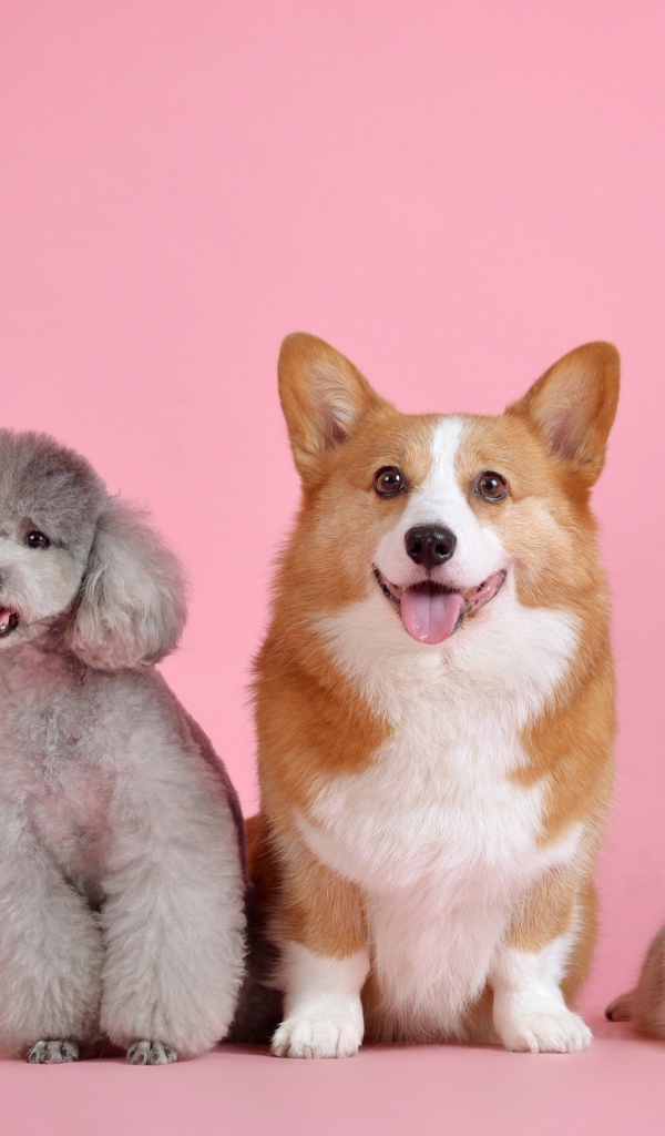 Две породистые собаки и два кота на розовом фоне