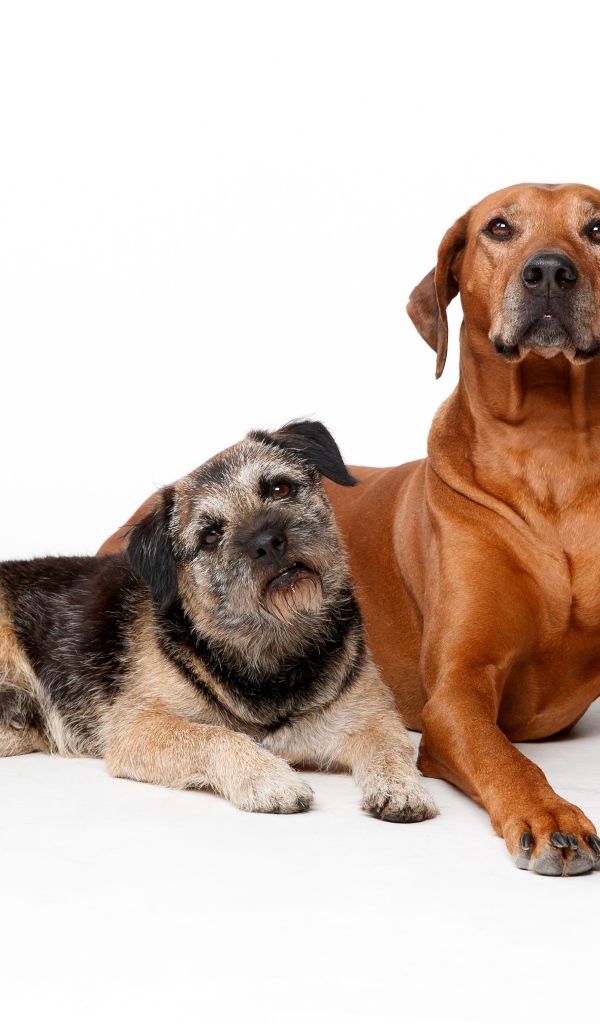 Two purebred dogs on a white background