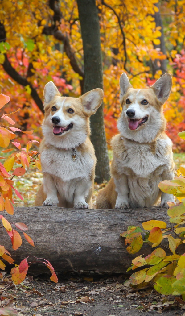 Две собаки вельш корги в осеннем парке 