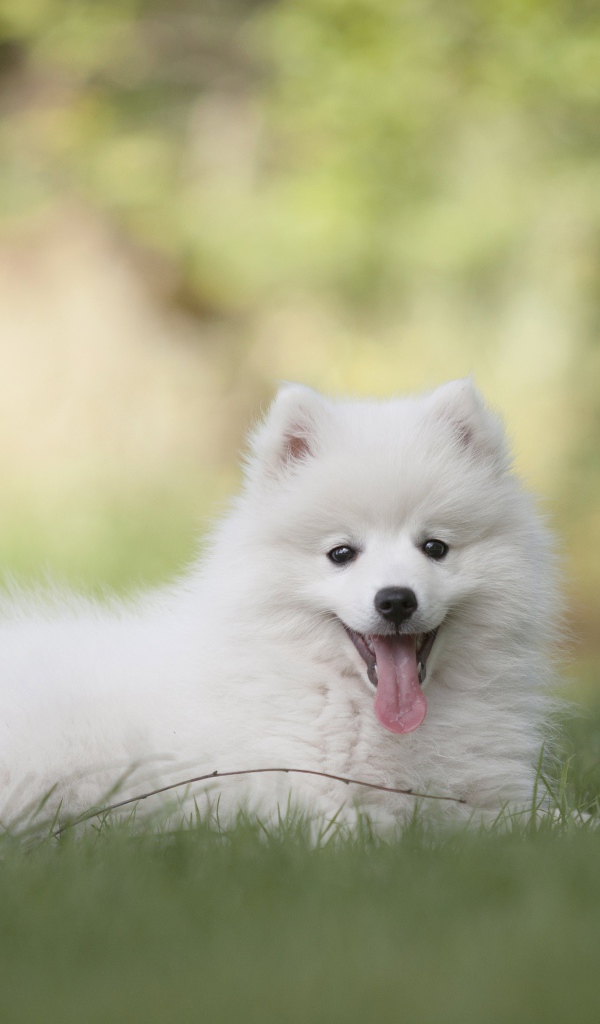 Белый шпиц с высунутым языком лежит на траве