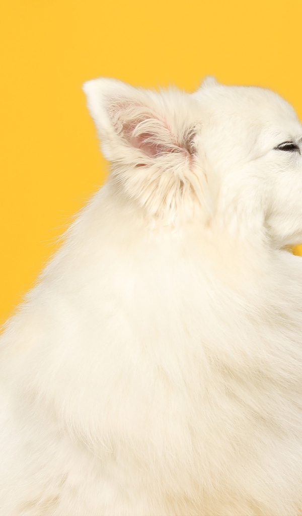 Белый шпиц с высунутым языком на желтом фоне