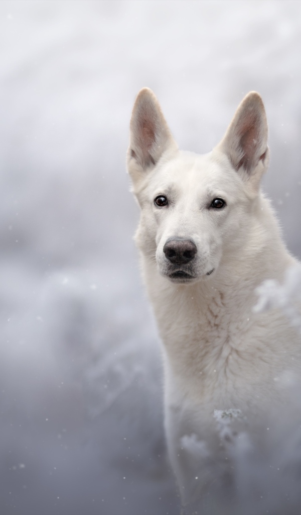 Белая Швейцарская Овчарка смотрит вдаль 