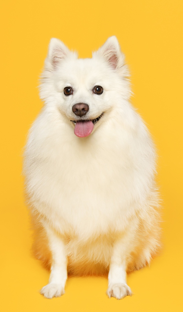 Белый пушистый шпиц на желтом фоне 
