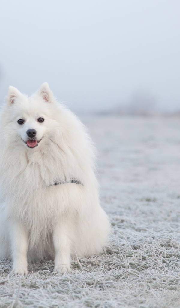 Белый пушистый шпиц сидит на покрытой инеем траве