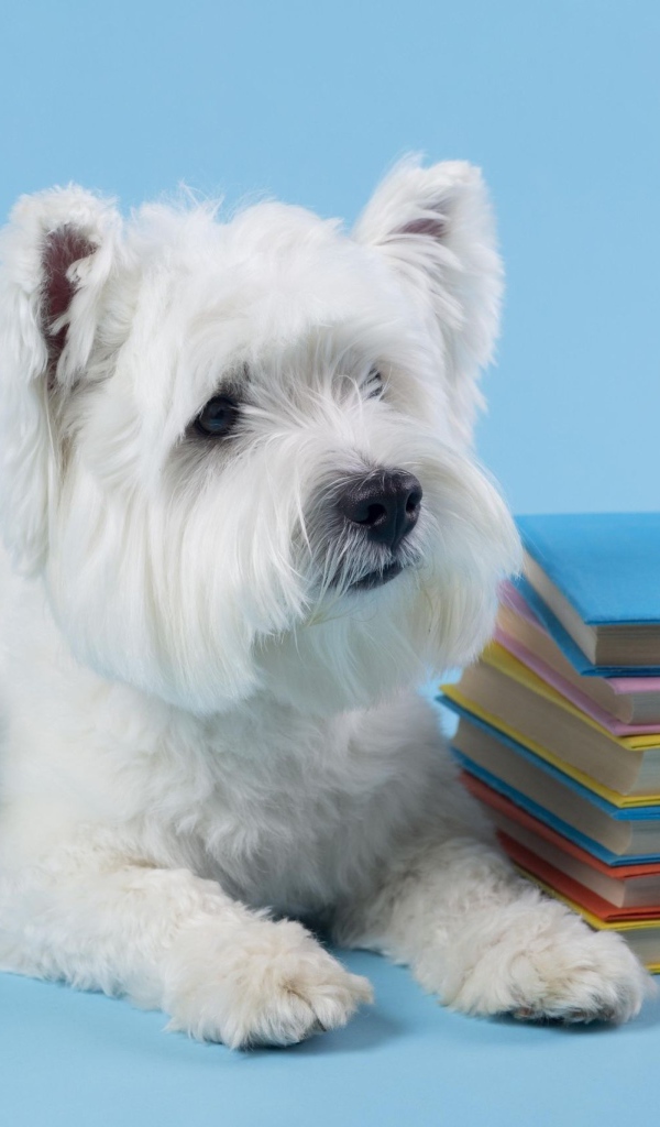Белый породистый пес с книгами на сером фоне 